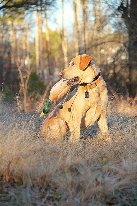Yellow Labrador Hunting