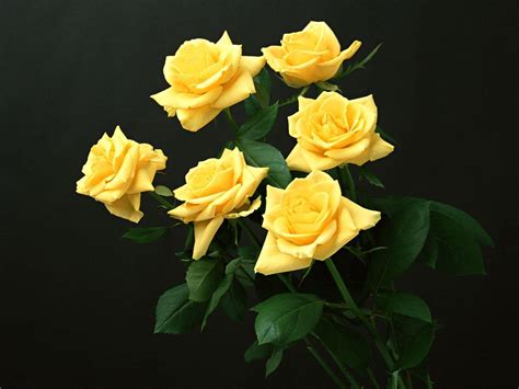 Yellow Rose Flowers Wallpapers