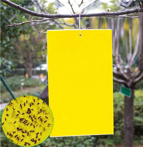 Yellow Sticky Traps