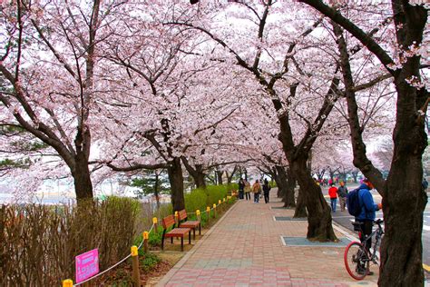 yeouido cherry blossom festival