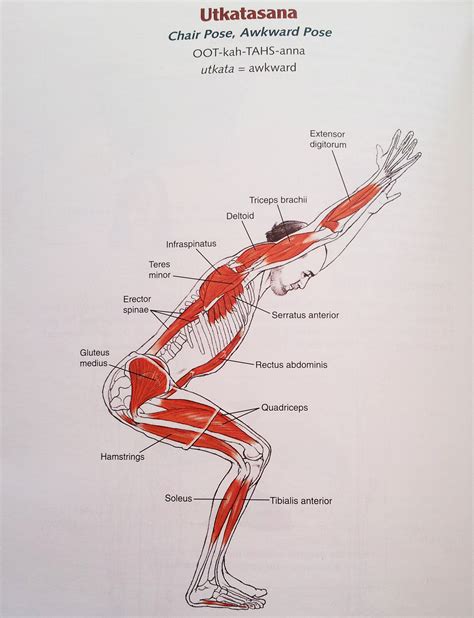 Yoga Anatomy