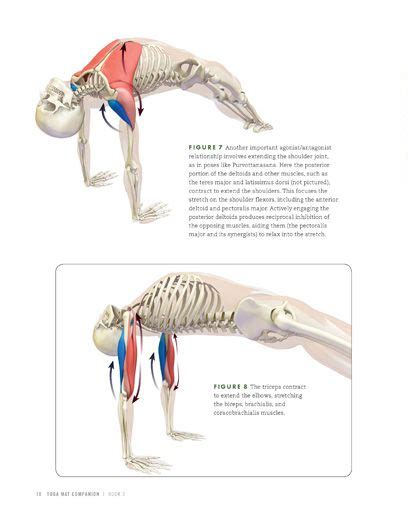 Read Online Yoga Mat Companion 3 Anatomy For Backbends And Twists 