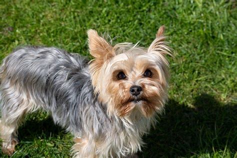 Yorkie Adult Size