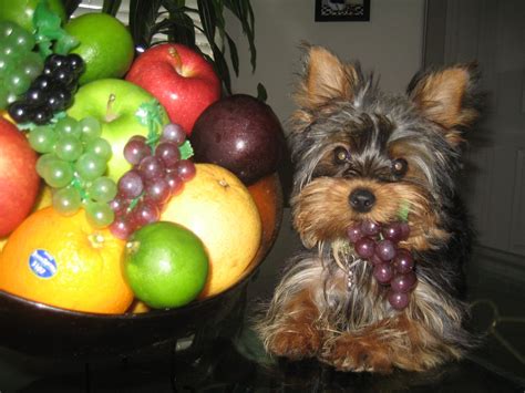 Yorkie eating grapes