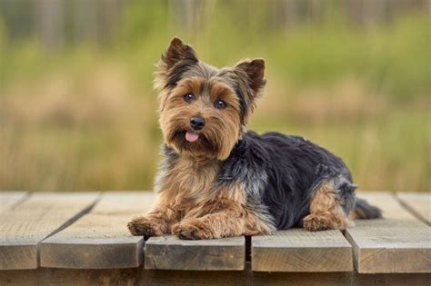 Yorkie eating onions