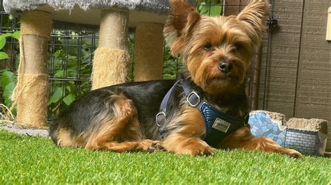 Yorkie Eating Treat