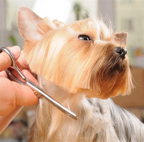 Yorkie face trimming