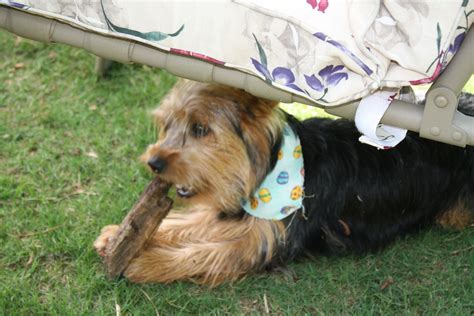 Yorkie following owner outside