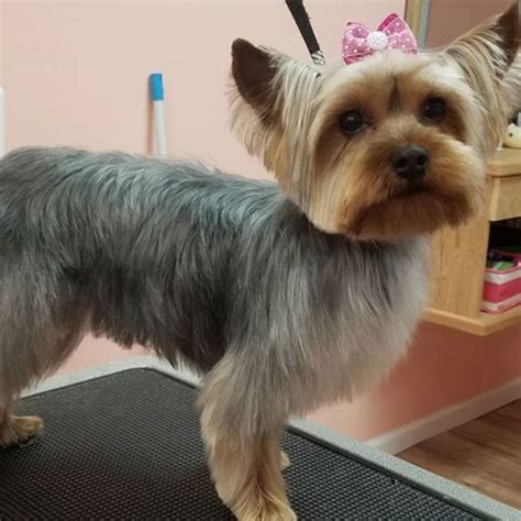 Groomer trimming a Yorkie