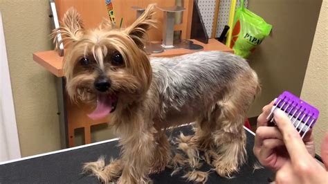 Yorkie hair matted