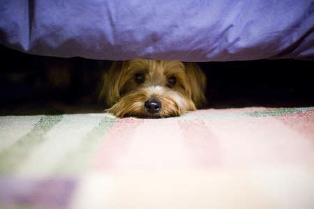 Yorkie Hiding from a Stranger