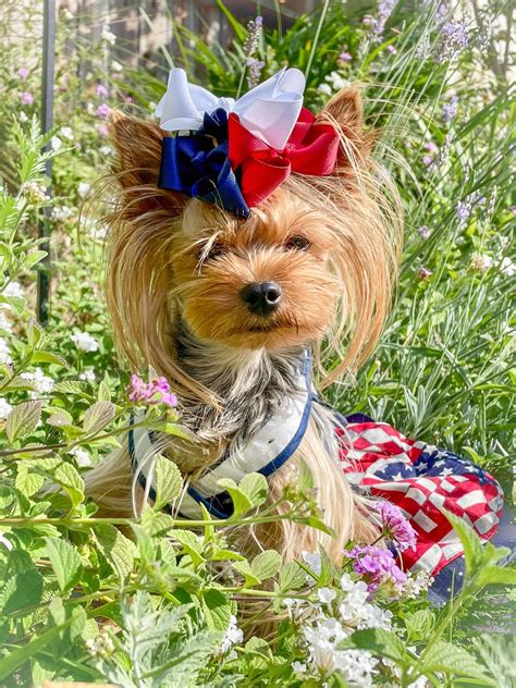 Yorkie independence