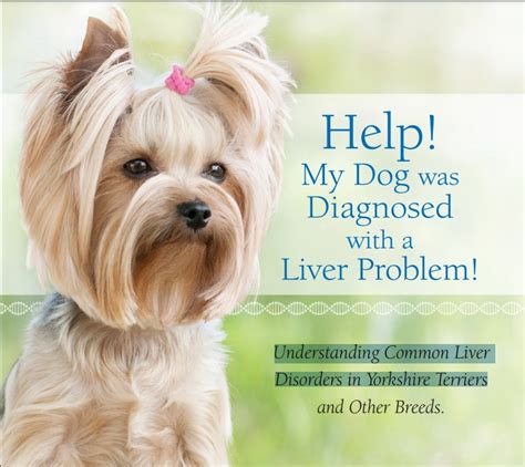 Yorkie Liver Health