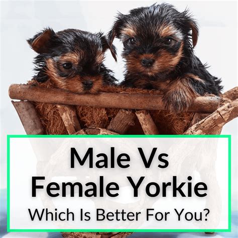 Male vs Female Yorkshire Terrier