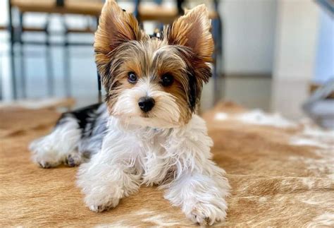 Parti-Color Yorkie