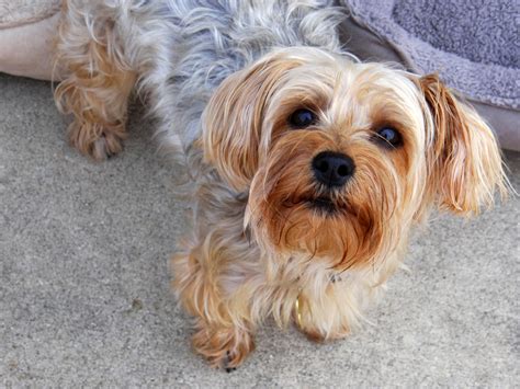 Yorkie puppy with ears standing up