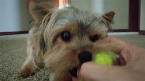 Yorkshire Terrier Puppy Fetch