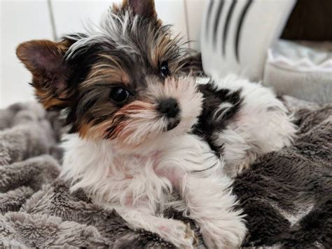 Yorkie puppy home