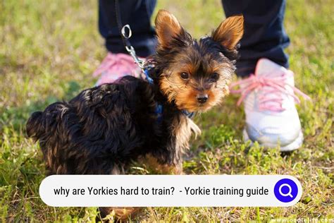 Yorkie puppy leash training