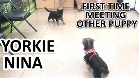 Yorkie Puppy Meeting a Stranger