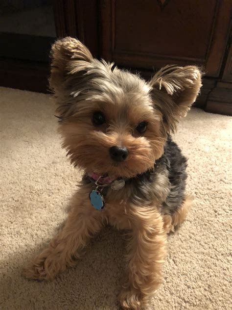 Yorkie puppy drinking milk