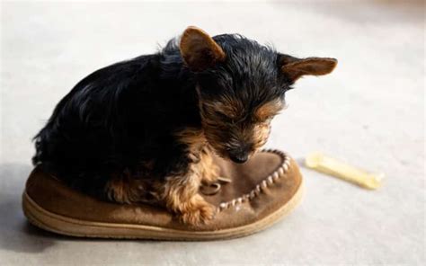 Yorkie Puppy Training Tools