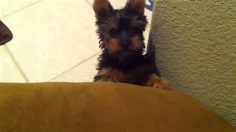 Yorkie Puppy Whining