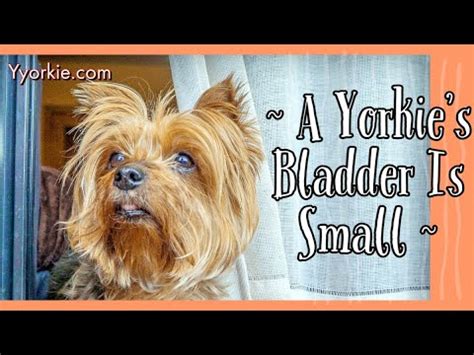 Yorkie sensitive bladder