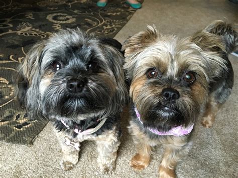 Yorkie Shih Tzu Schnauzer Mix