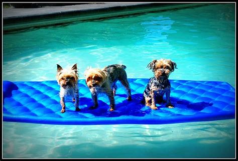 Yorkie Swimming in Pool