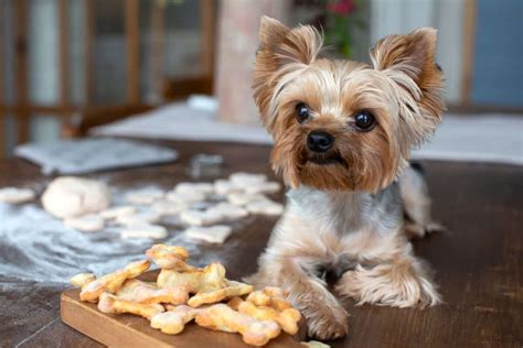 Yorkie Terrier Diet