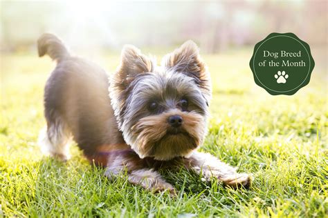 Two yorkie terriers playing together