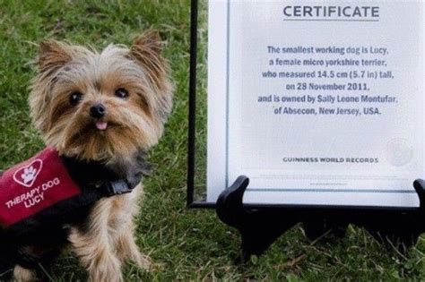 Yorkie therapy dog training