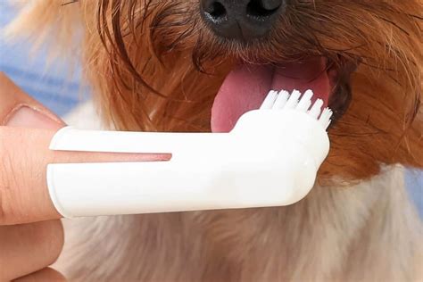 Yorkie Toothbrush Size