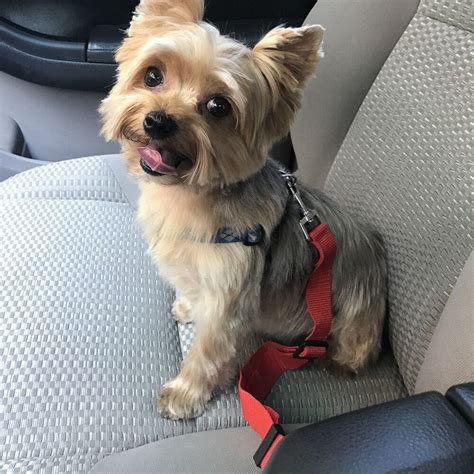 Yorkie Toy Safety