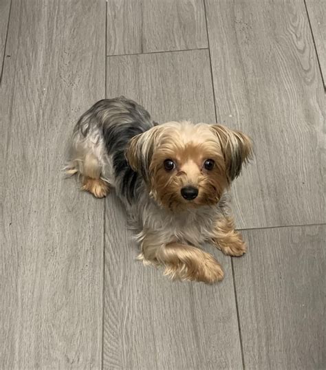 Yorkie waiting for food