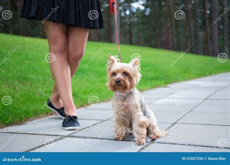 Yorkie Walking in the Park