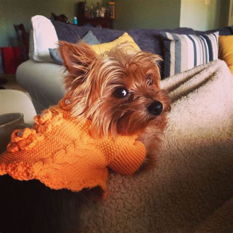 Yorkie wearing a sweater