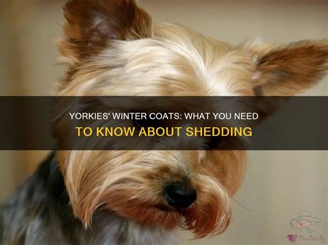 Yorkie winter coat guide