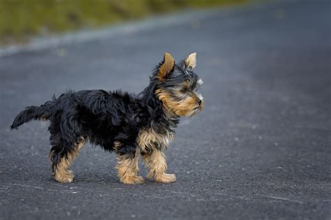 Yorkie with long tail