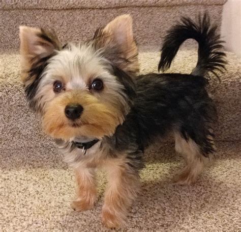 Yorkie with tail