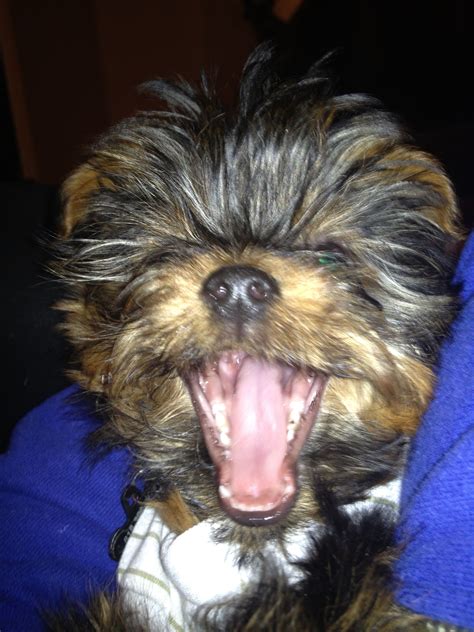 Yorkie Yawning