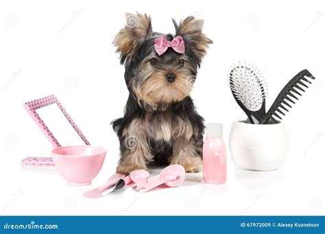 Yorkie Grooming Products