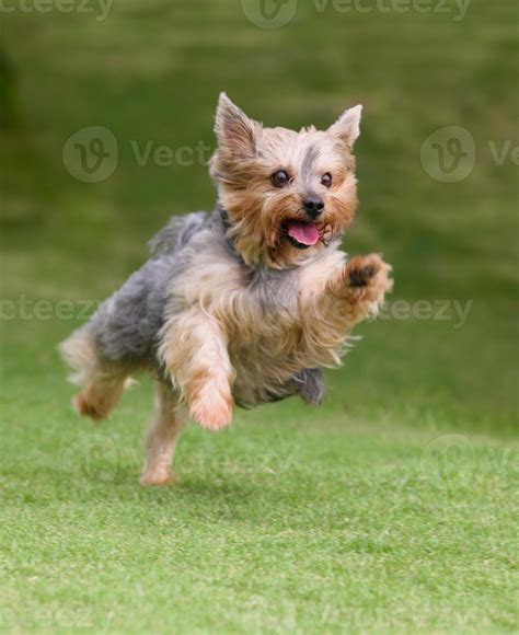 Yorkshire Terrier Jogging