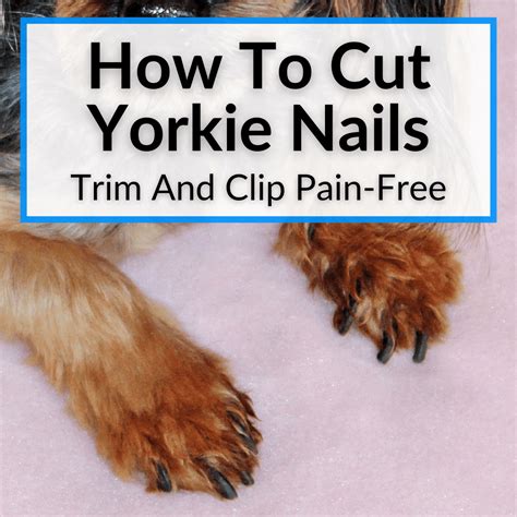 Yorkshire Terrier Nail Trimming