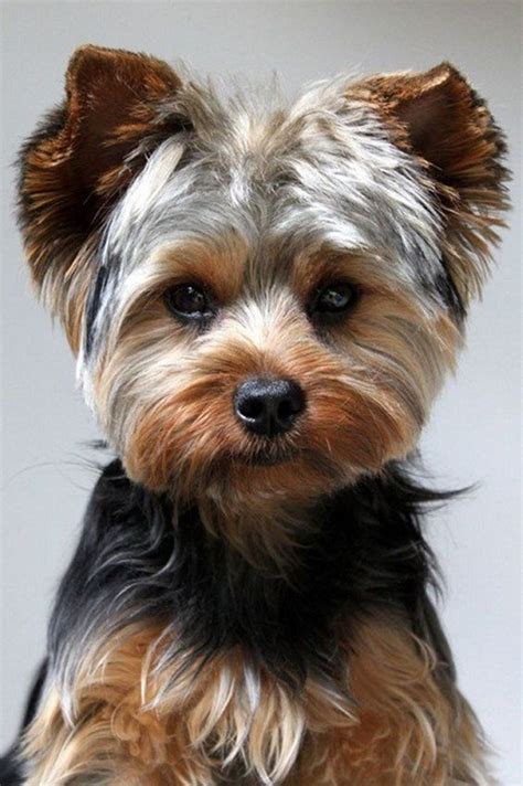 Yorkshire Terrier Puppy Cut