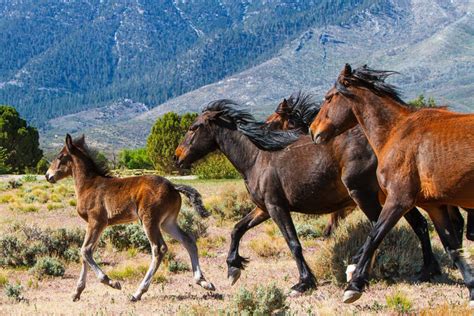 You Can Watch Wild Horses Roam Free In Horse Science - Horse Science