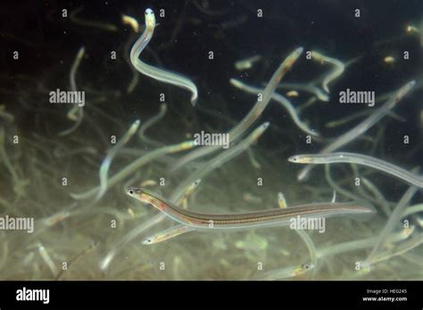 Young Eel