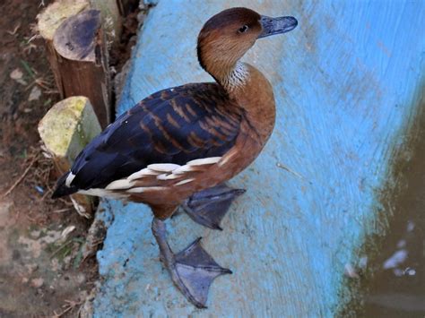 Young One Of Duck