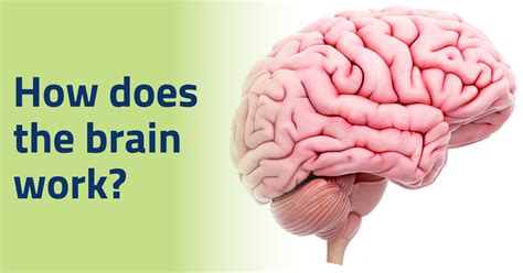 Your Brain At Work